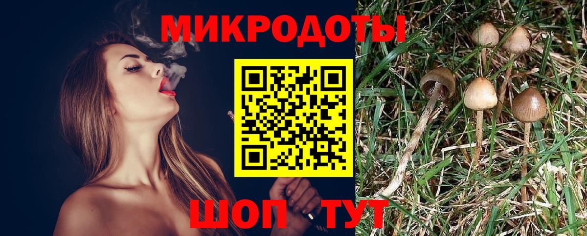 Галлюциногенные грибы Psilocybine cubensis Кстово